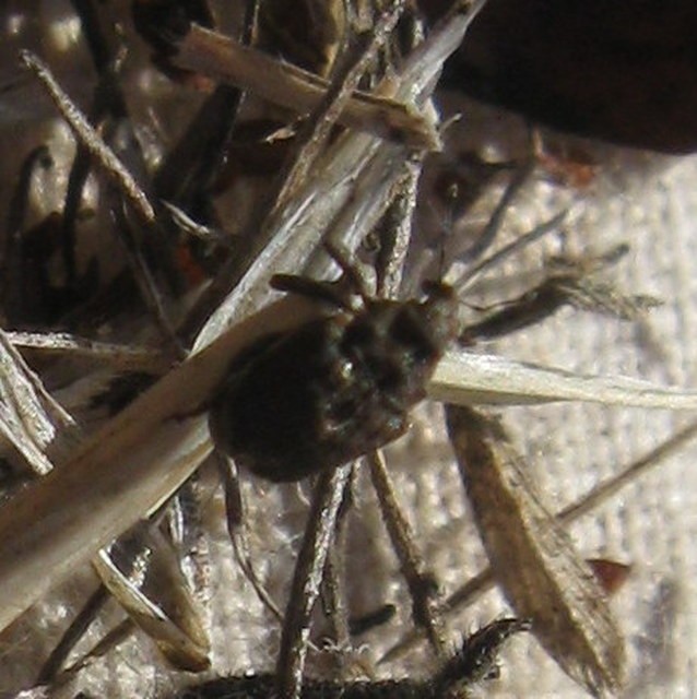 Stenocarus cardui - pipacsgyökér-ormányos