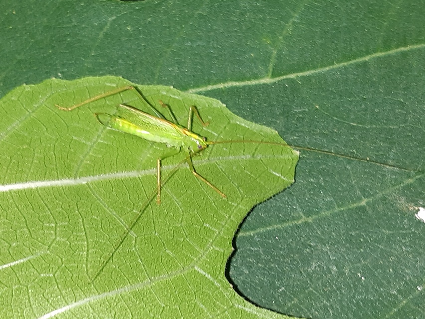 Meconema thalassinum - közönséges dobolószöcske