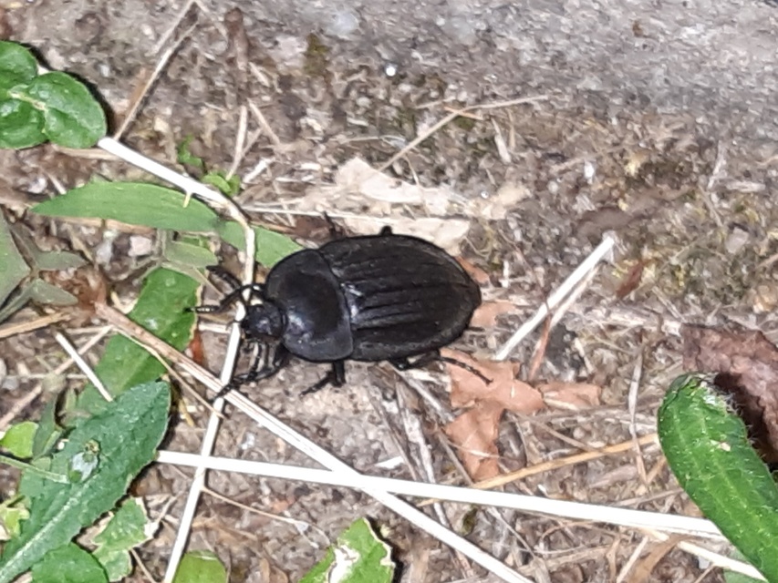 Silpha carinata - karimás dögbogár