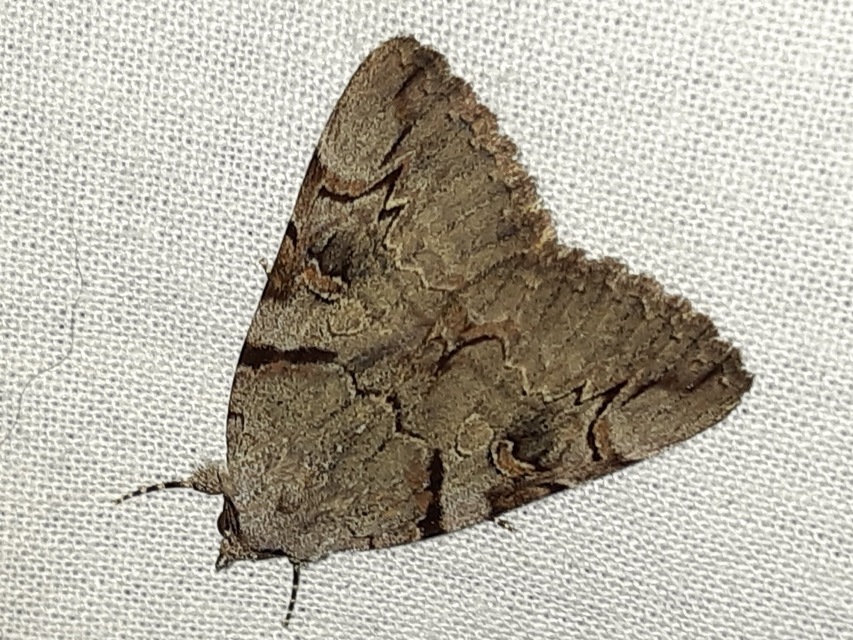 Catocala hymenaea - kökény-övesbagoly