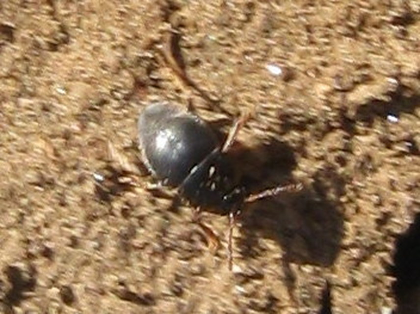 Leiodidae - pecebogárfélék Leiodidae - pecebogárfélék