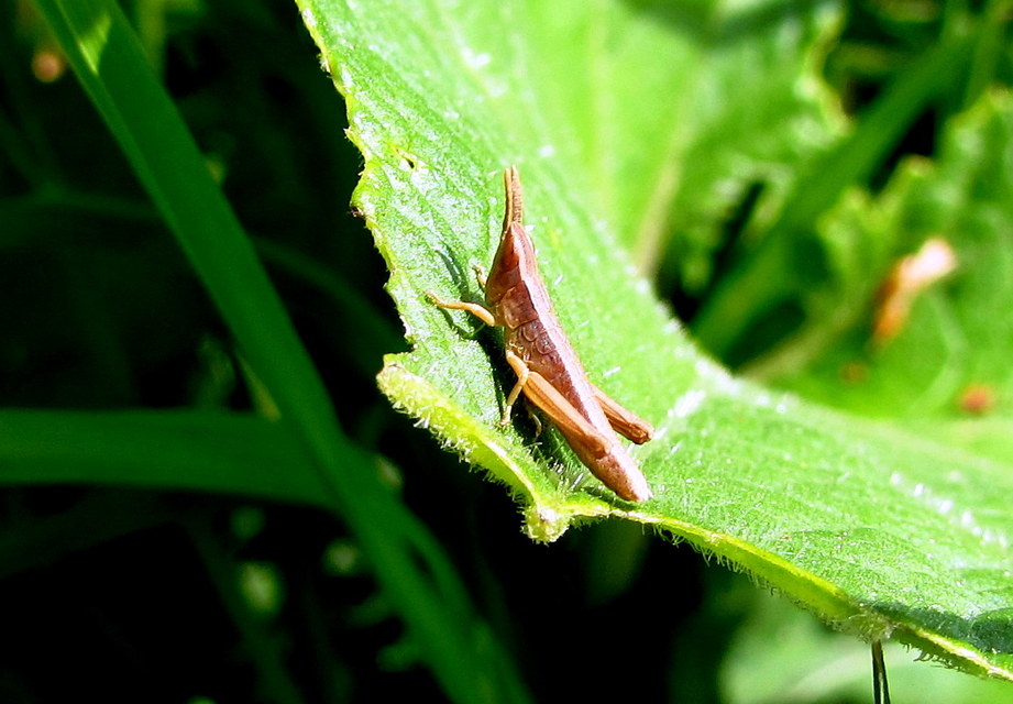 Euthystira brachyptera - smaragdzöld sáska