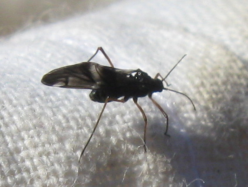 Lachnus roboris