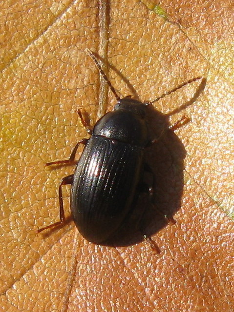 Nalassus dermestoides - rövidszárnyú gyászbogár