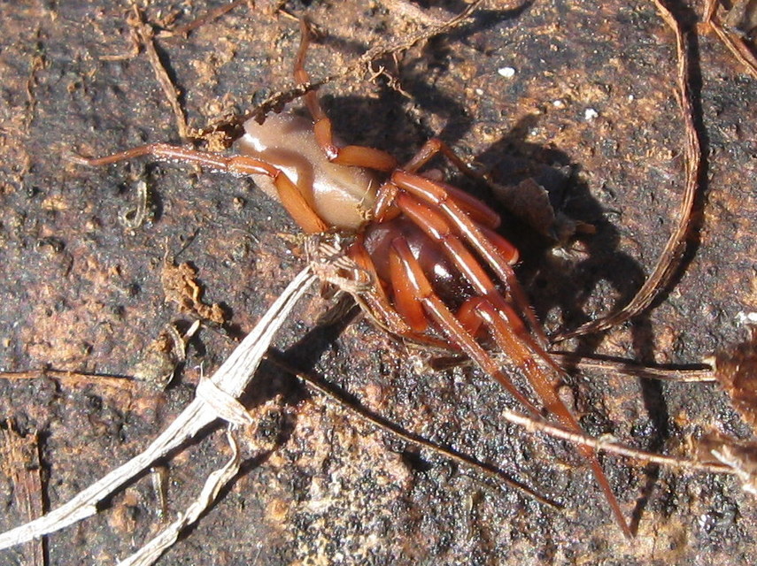 Dysderidae - fojtópókok