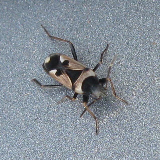 Raglius confusus