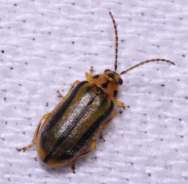 Xanthogalerucella luteola - szilfa-olajosbogár