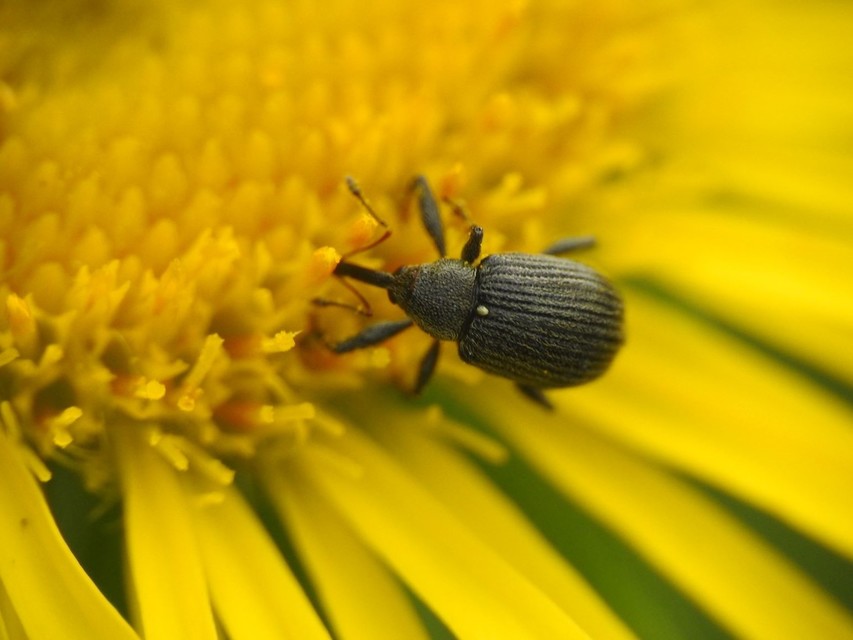 Anthonomus rubi - szamóca-bimbólikasztó Anthonomus rubi - szamóca-bimbólikasztó