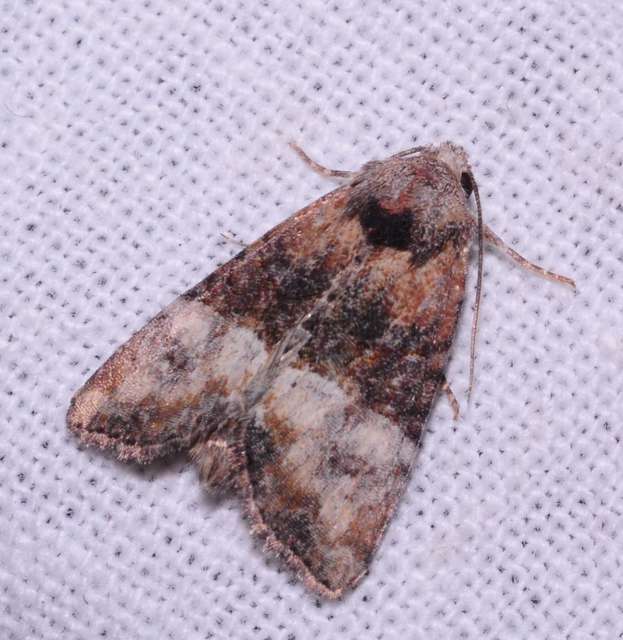 Mesoligia furuncula - kétszínű dudvabagoly