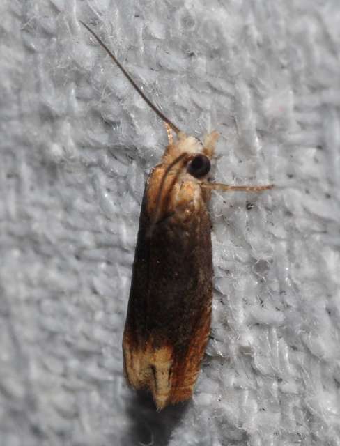 Eucosma flavispecula - imola-tükrösmoly