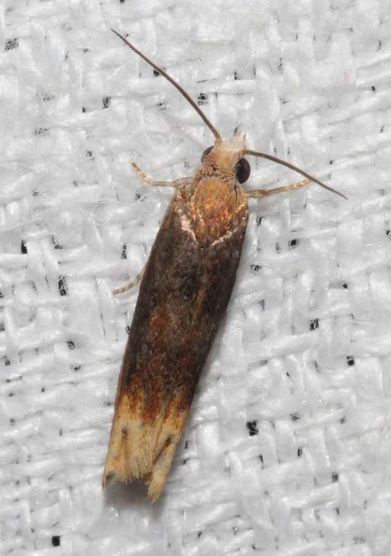 Eucosma flavispecula - imola-tükrösmoly