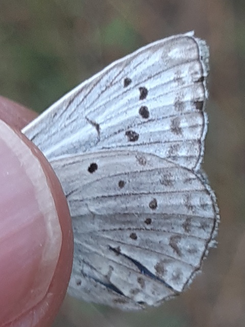 Polyommatus daphnis - csipkés boglárka