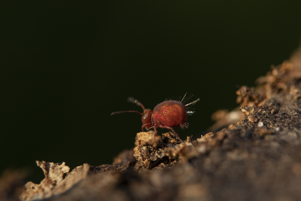 Dicyrtoma fusca
