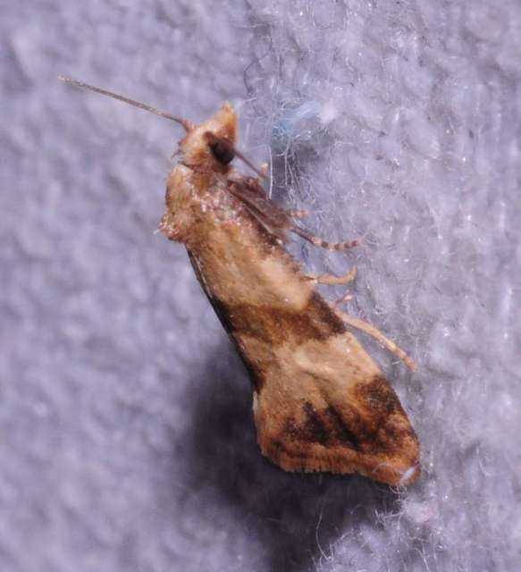 Phalonidia contractana - pipitér-fúrómoly