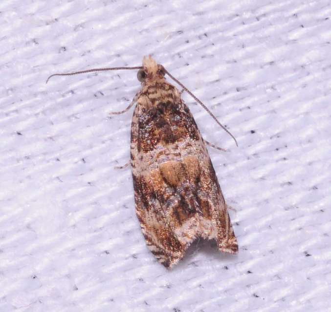 Celypha flavipalpana - öthorgú tükrösmoly