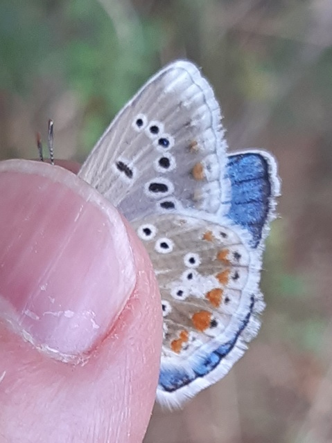 Polyommatus dorylas - fénylő boglárka