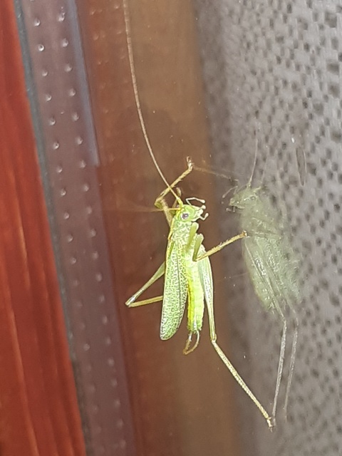 Meconema thalassinum - közönséges dobolószöcske