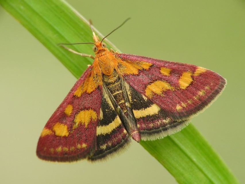 Pyrausta purpuralis - közönséges bíbormoly