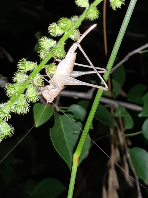 Rhacocleis germanica - német szöcske