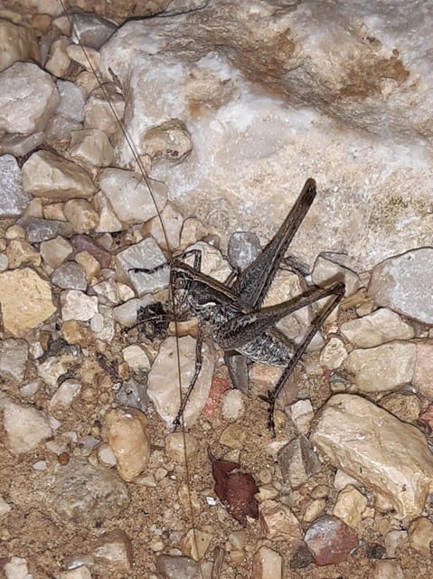 Rhacocleis germanica - német szöcske