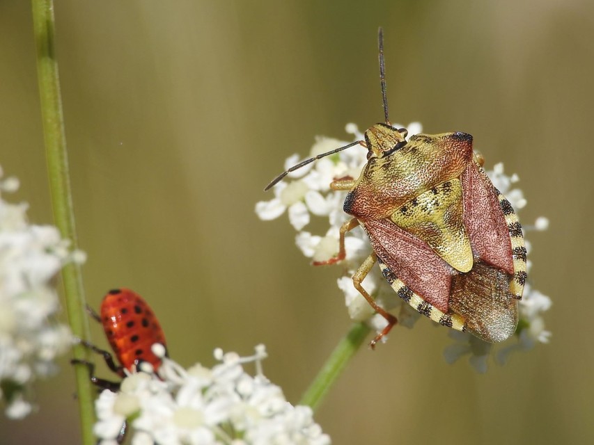 Carpocoris
