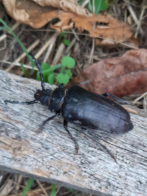 Prionus coriarius - csőszcincér