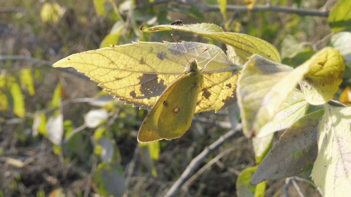 Colias erate - csángó-kéneslepke