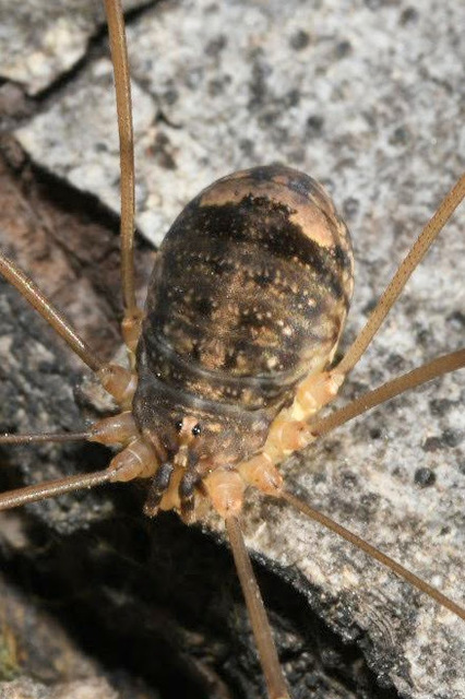 Nelima sempronii