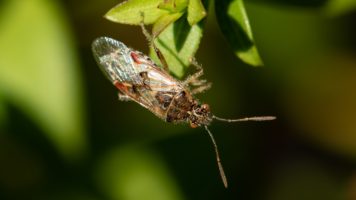 Liorhyssus hyalinus