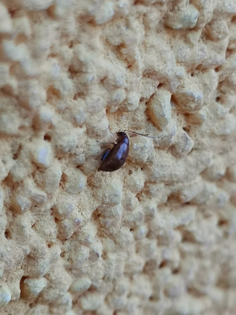 Longitarsus