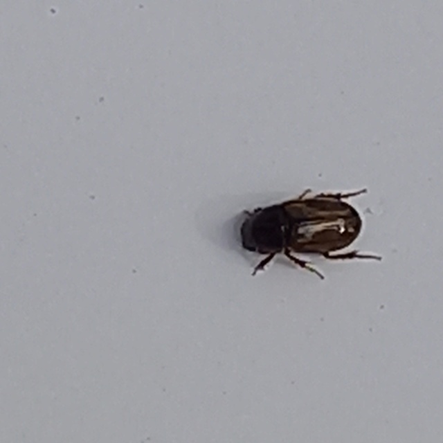Aphodius prodromus - sárgalábú trágyabogár