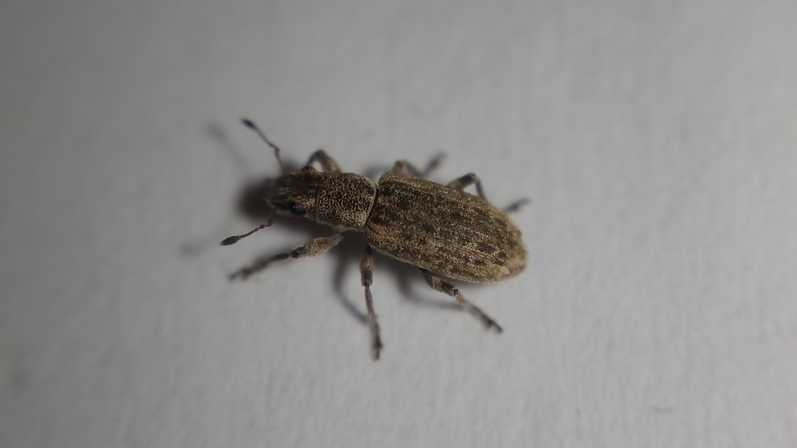Sitona callosus - szempillás csipkézőbogár