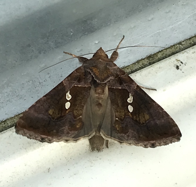 Chrysodeixis chalcites - déli aranybagoly