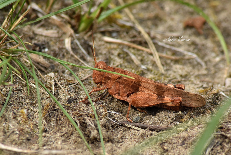 Oedipoda caerulescens - kékszárnyú sáska