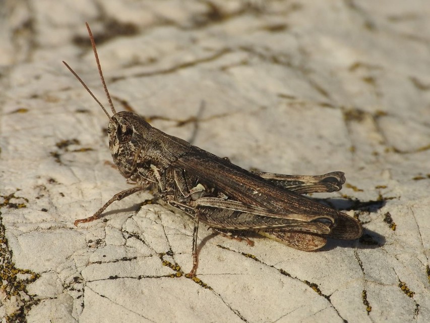 Chorthippus brunneus - közönséges tarlósáska