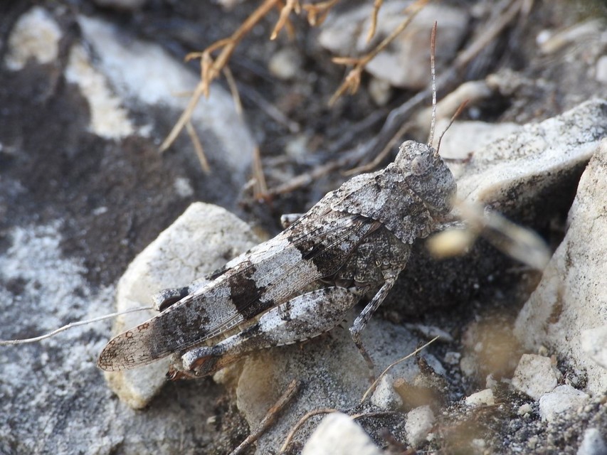 Oedipoda caerulescens - kékszárnyú sáska