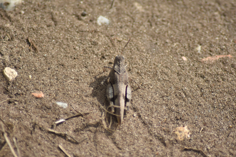 Oedipoda caerulescens - kékszárnyú sáska