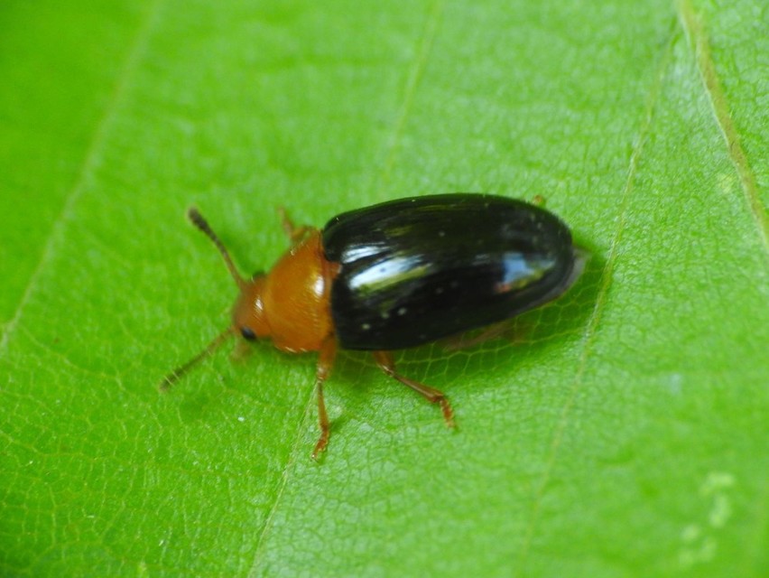 Triplax scutellaris - vörösmellű tarbogár
