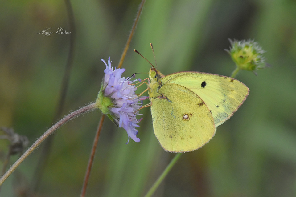 Colias alfacariensis - déli kéneslepke