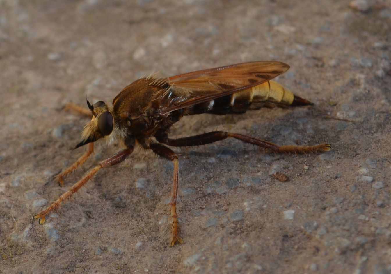 Asilus crabroniformis