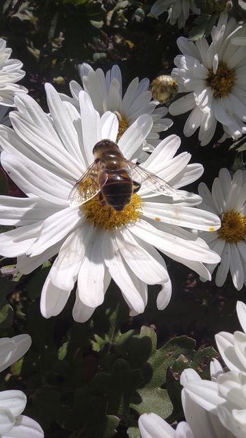 Eristalis tenax - közönséges herelégy