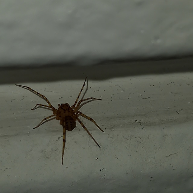 Scytodes thoracica - közönséges csupaszpók