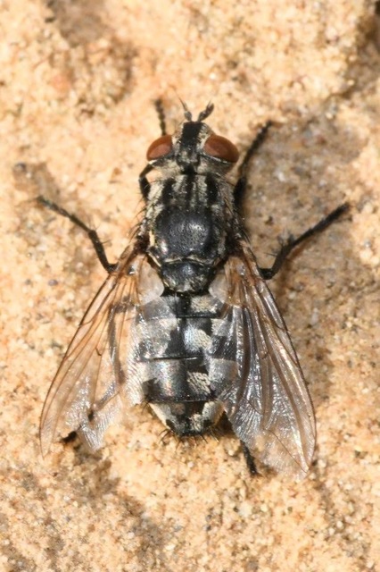 Sarcophagidae - húslégyfélék