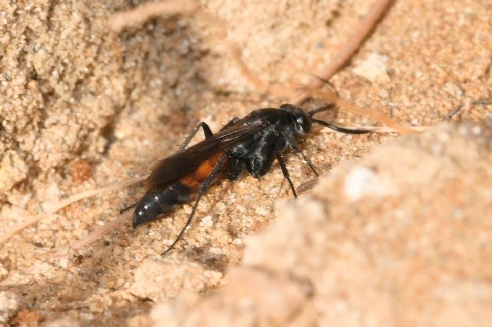 Pompilidae - útonállódarazsak