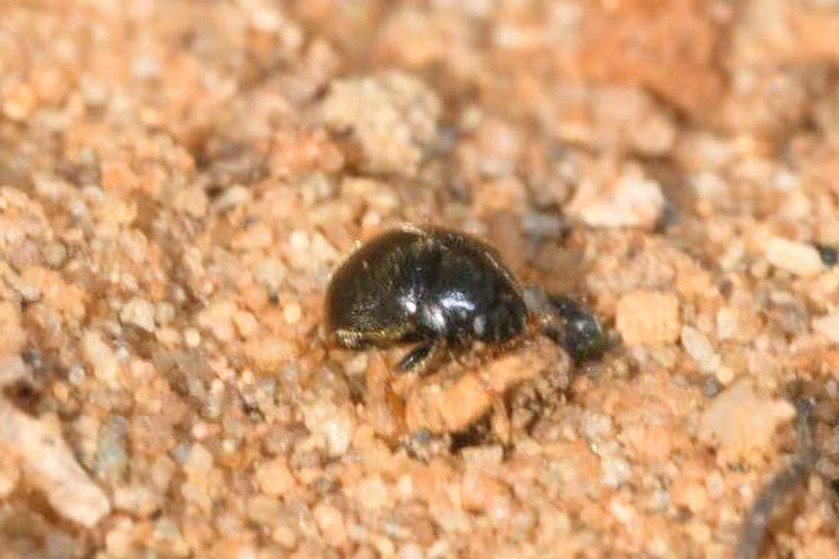 Scymnus femoralis - feketecombú bödice