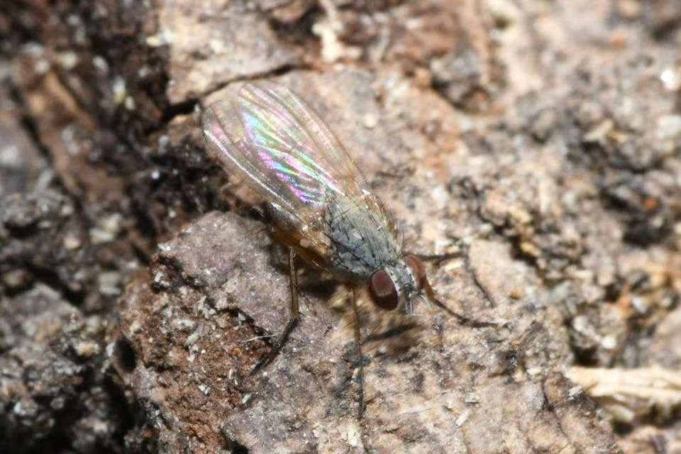 Coenosia