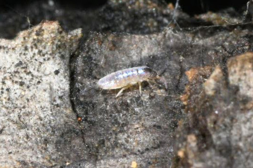 Entomobryidae