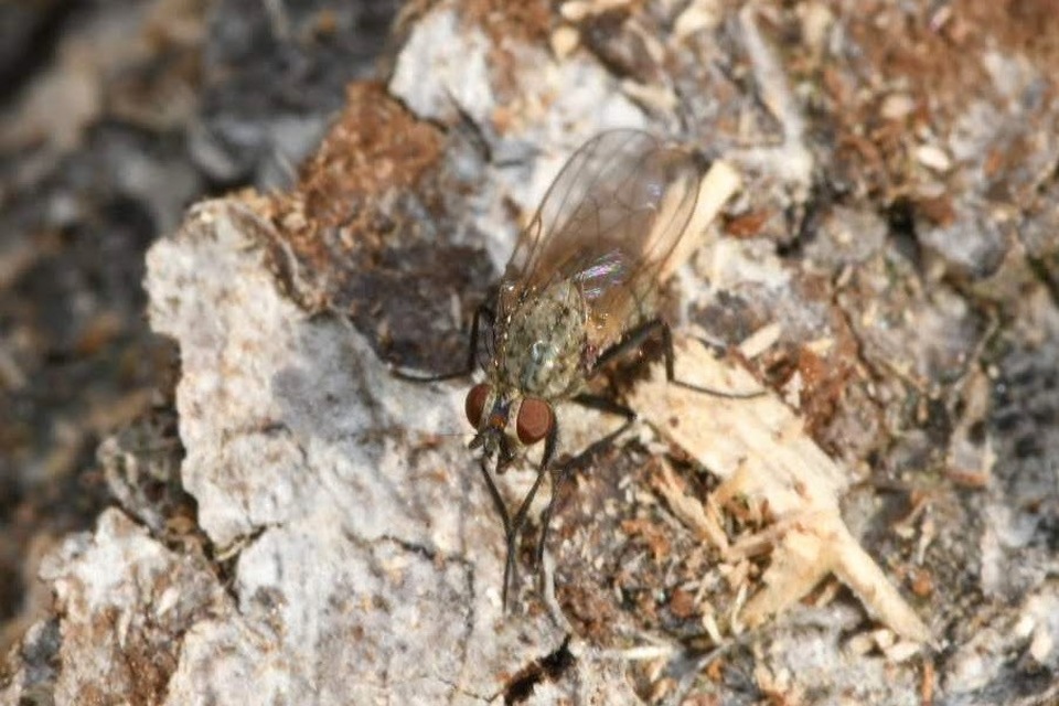 Anthomyiidae - viráglegyek
