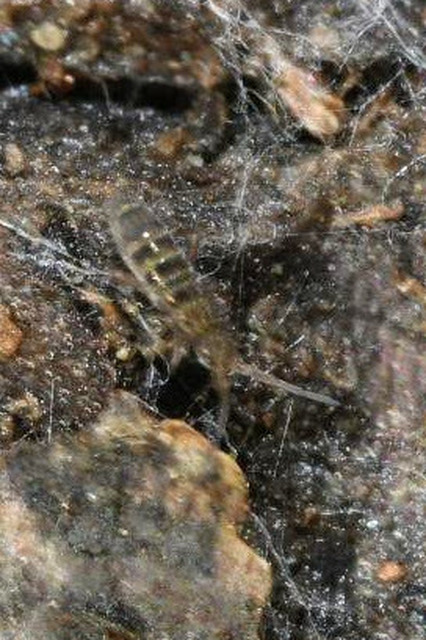 Entomobryidae