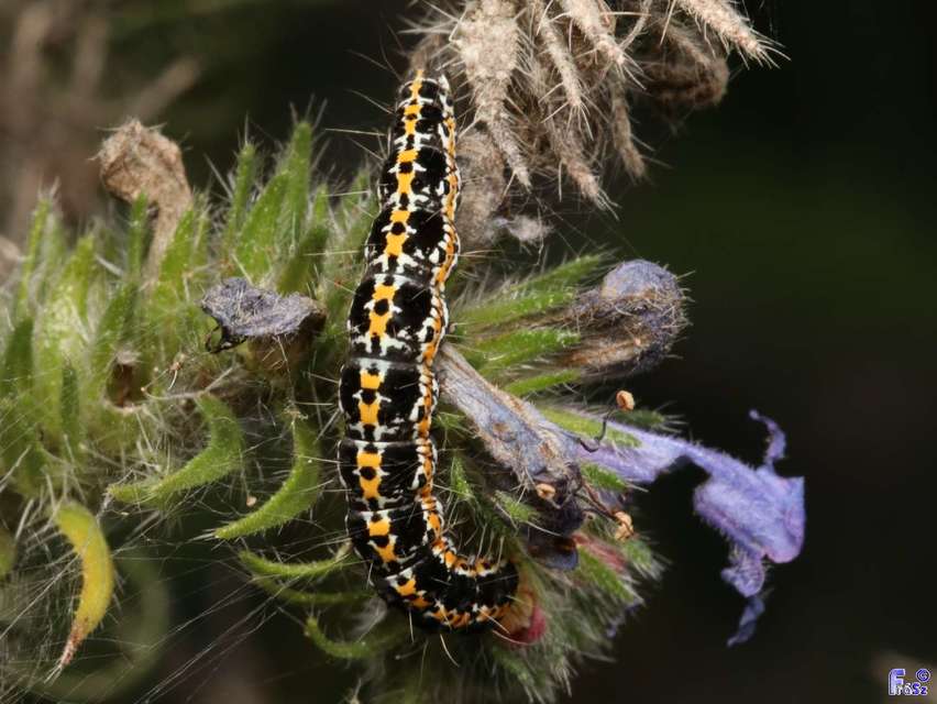 Ethmia bipunctella - kétpettyes feketemoly